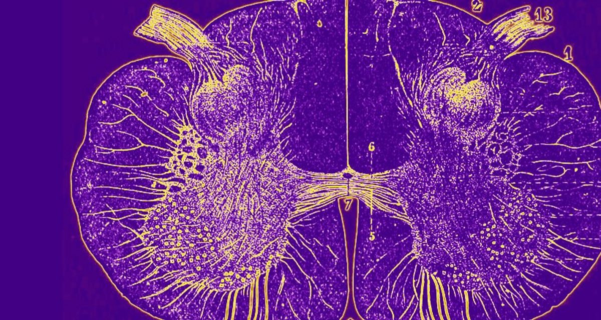 В России впервые в мире пересадили человеку фрагмент спинного мозга