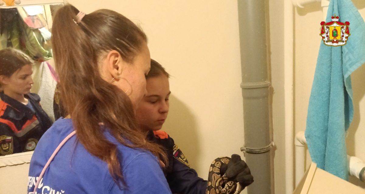 Волонтёры достали королевского питона из жилого помещения и передали его на передержку