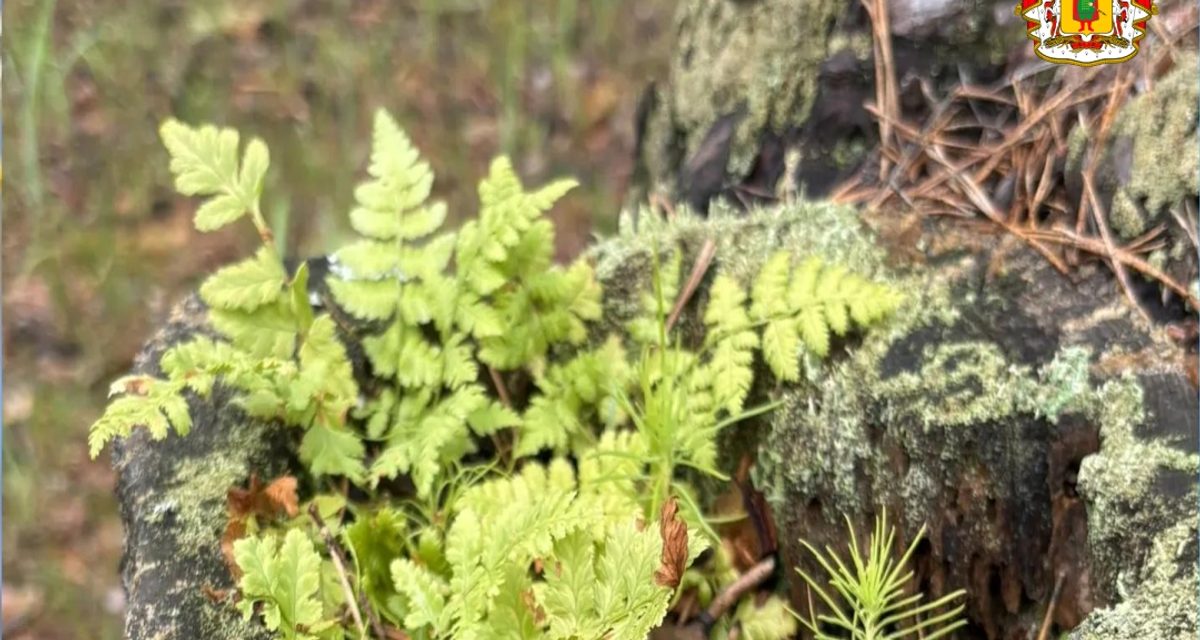 Рязанка Арина показала покрытый мхом пень и позвала обсуждать осенний лес